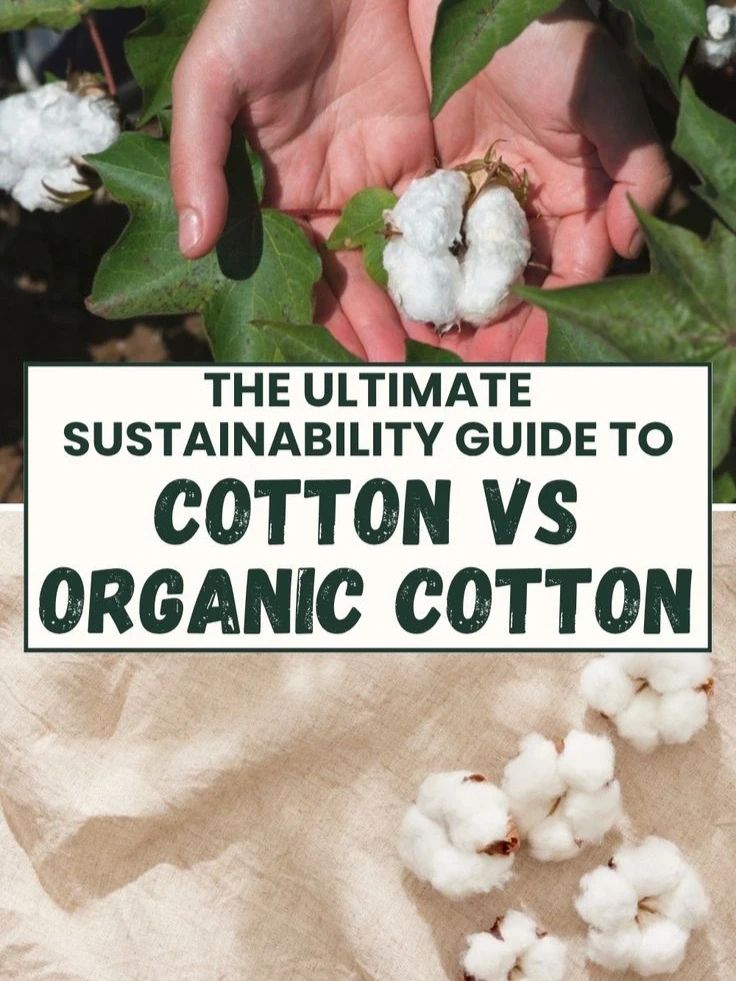 可持续时尚｜有机棉VS普通棉，哪个更环保？