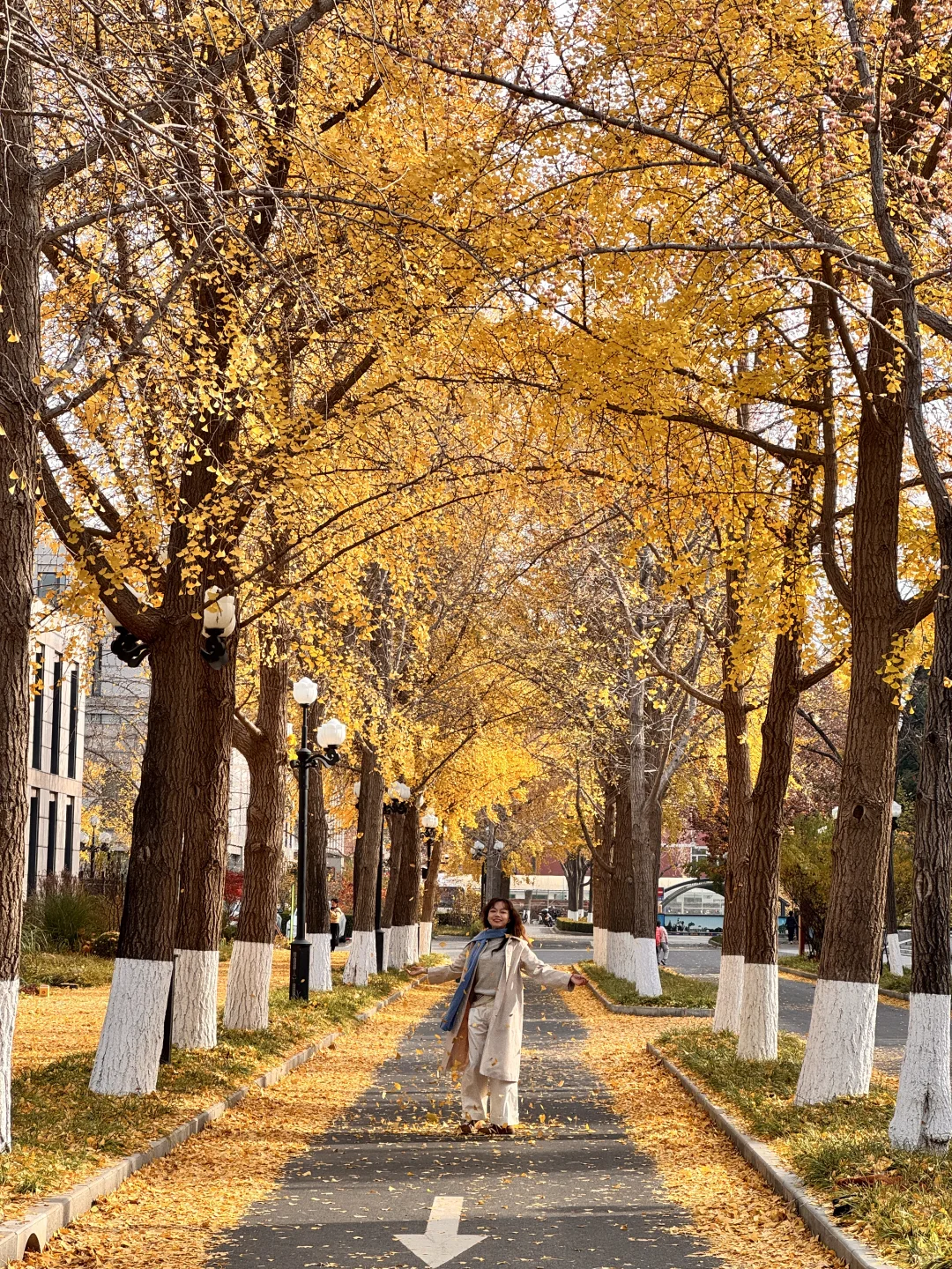 7级大风后❗️北京唯1️⃣幸存的银杏真神树!!!