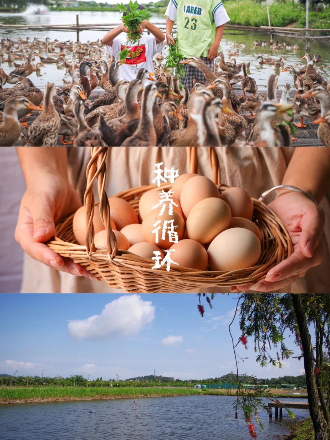 十五年的有机农场是什么样子？