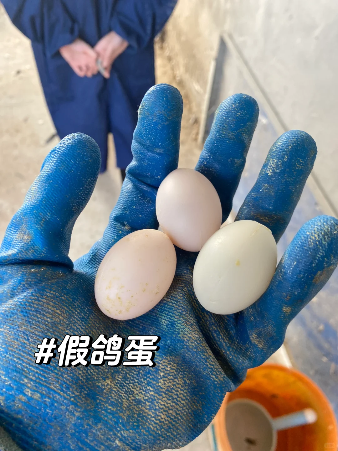 动医实习 | 动物医学女大学生鸽厂实习lv.1