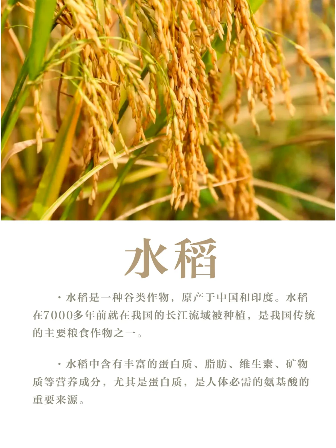 【小科普】我国的三大粮食作物是啥？