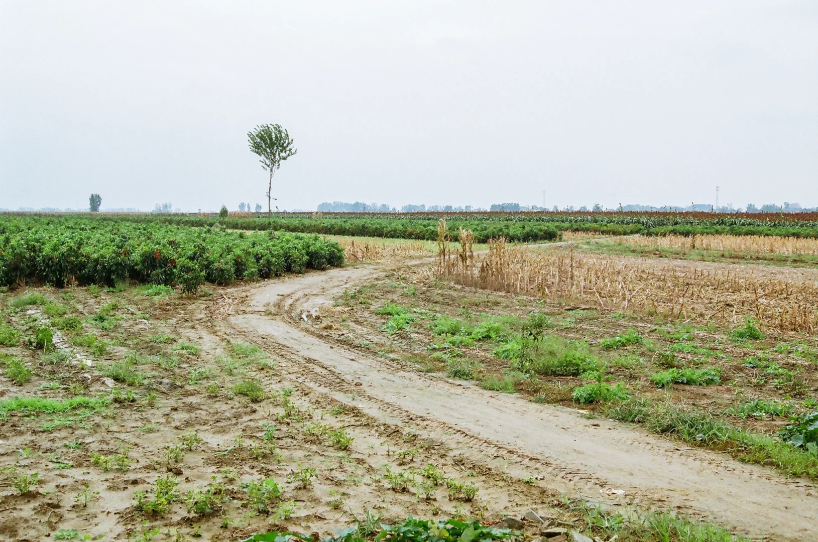 研岗村：河南漯河临颍县小村庄的秋天
