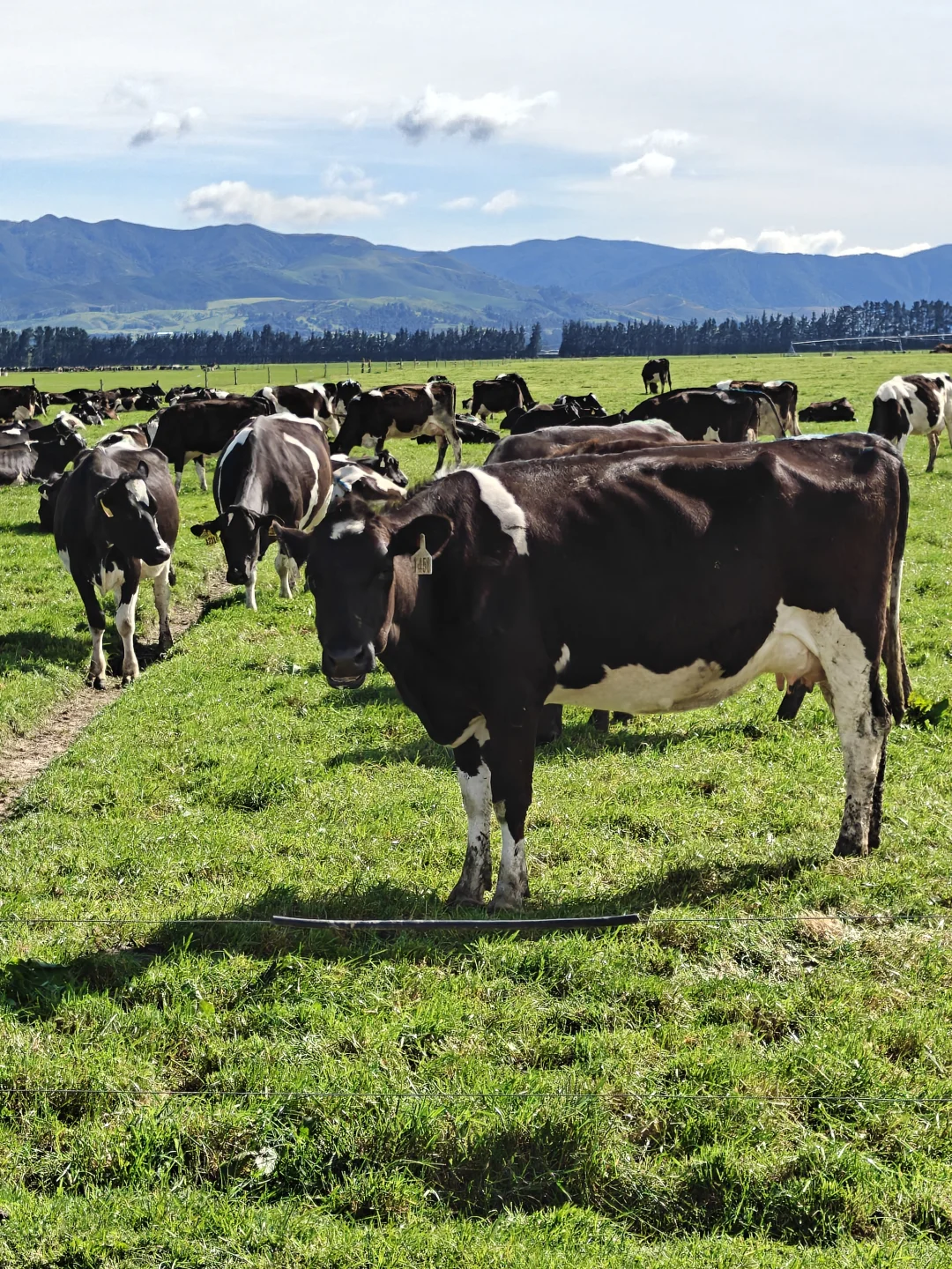 whv在新西兰放牛时薪27刀,一周50小时