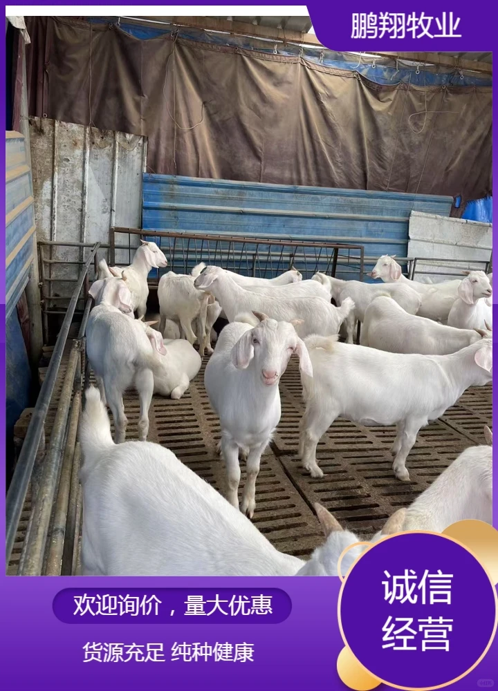 鹏翔牧业长毛绒山羊