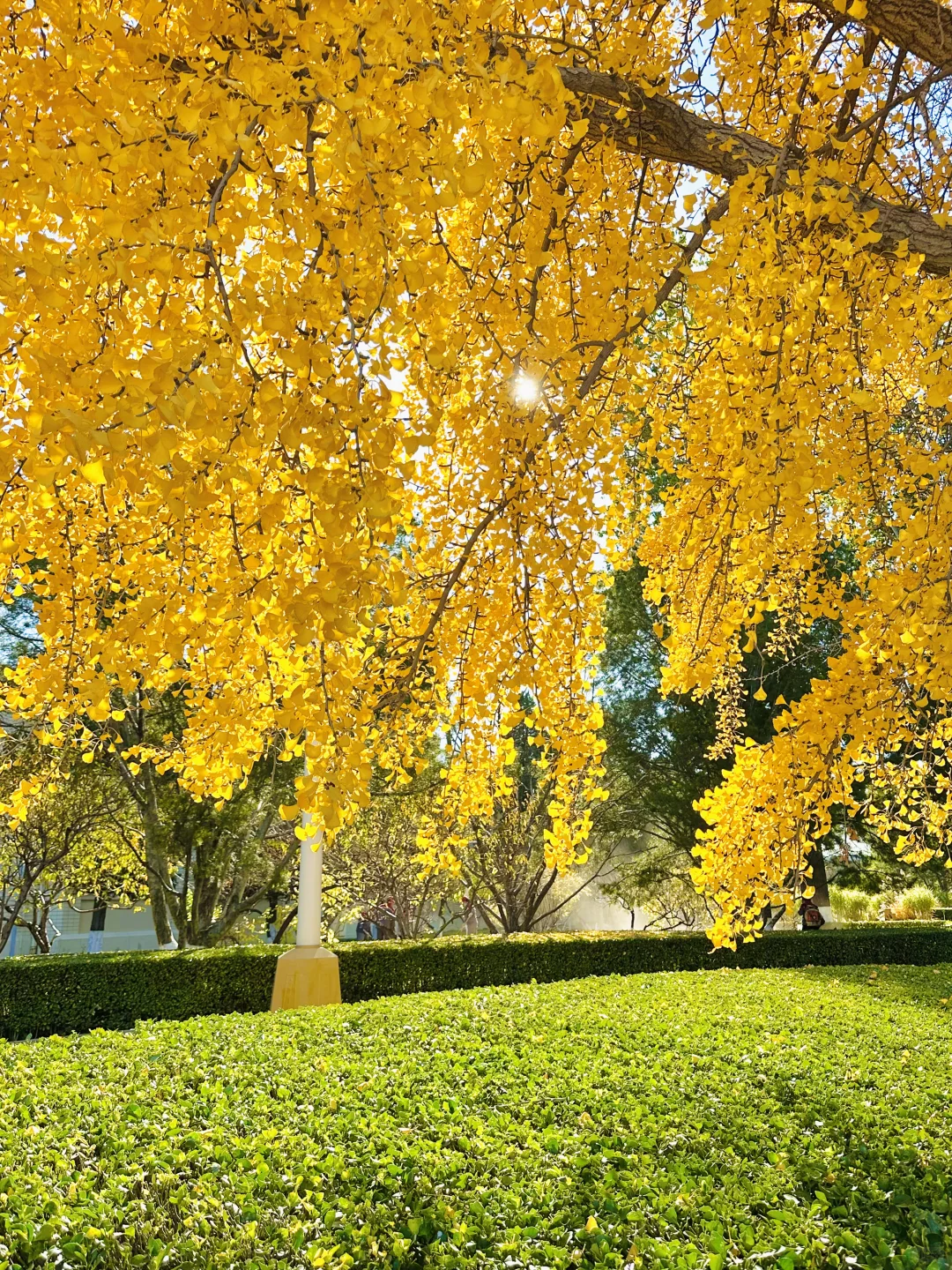 11.13实况｜天呐❗️农展馆银杏还美在巅峰‼️