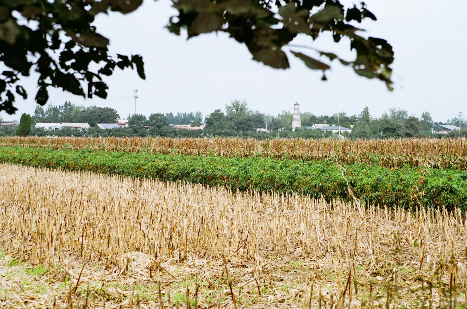 研岗村：河南漯河临颍县小村庄的秋天
