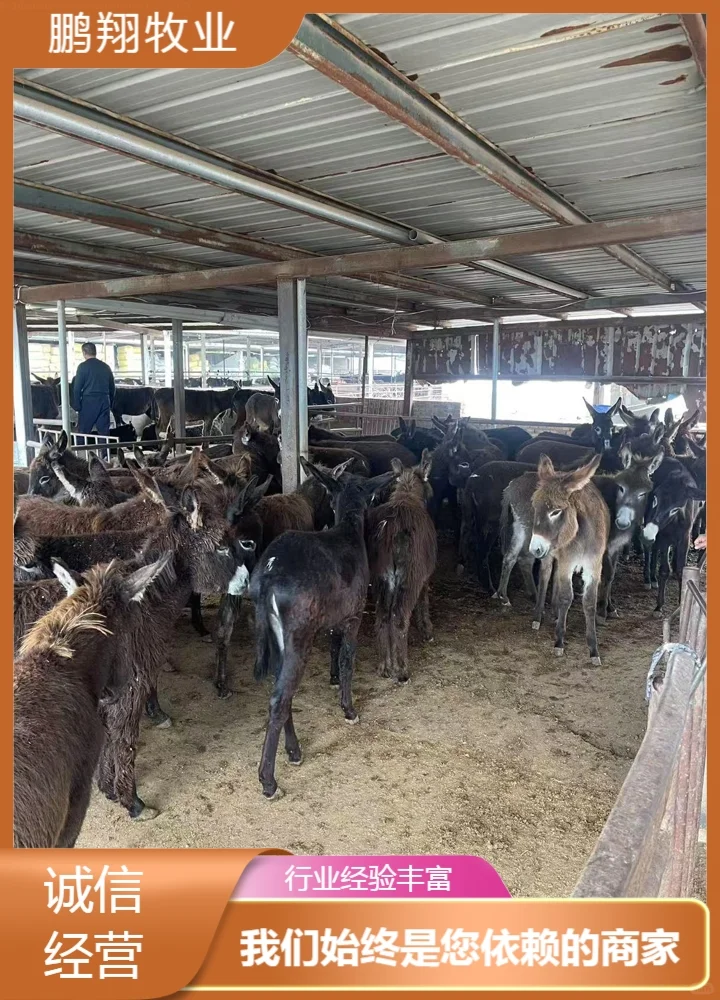 鹏翔牧业小毛驴