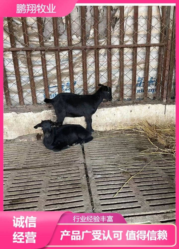 鹏翔牧业波尔山羊