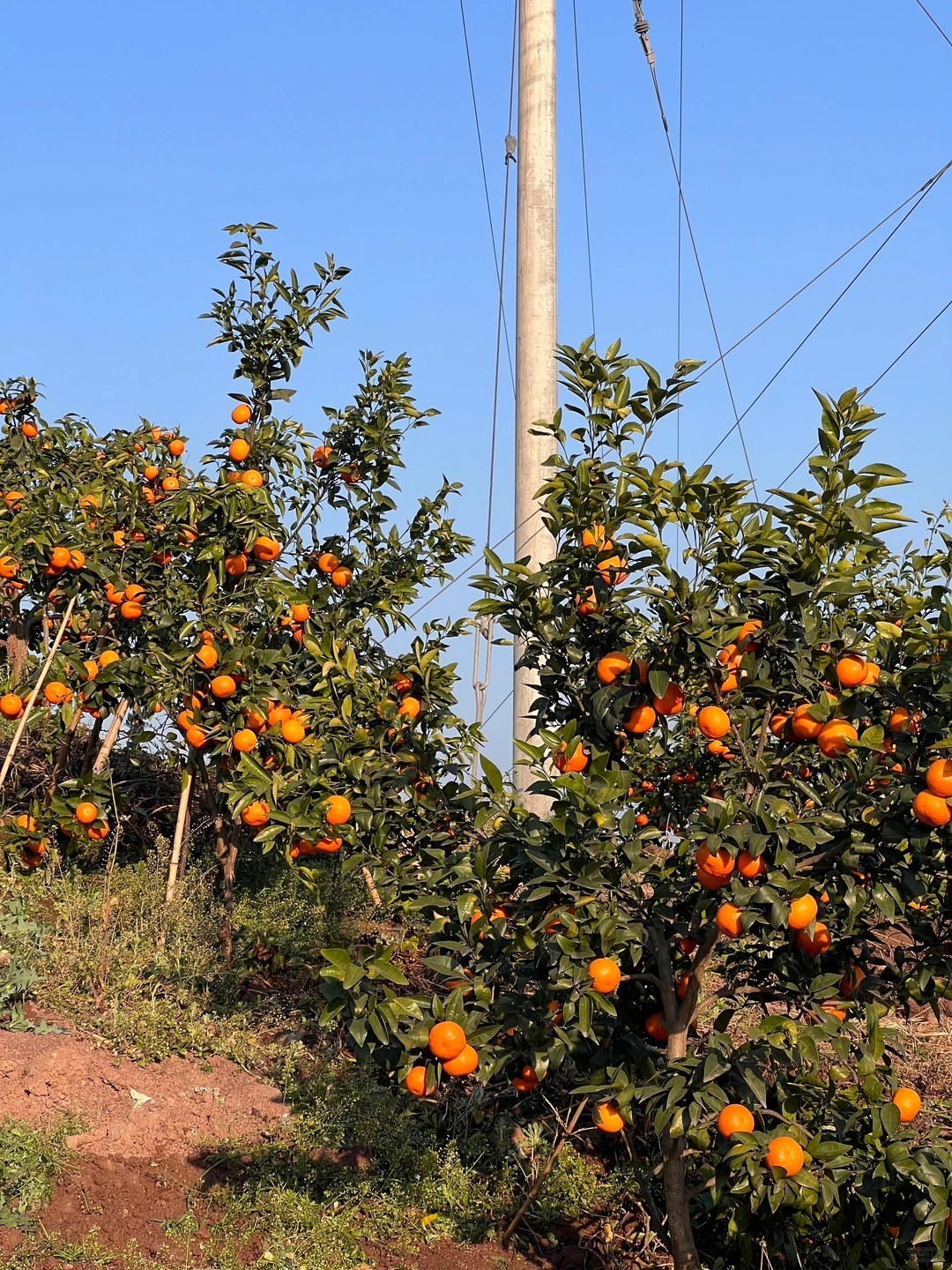 原来助农都是真的…