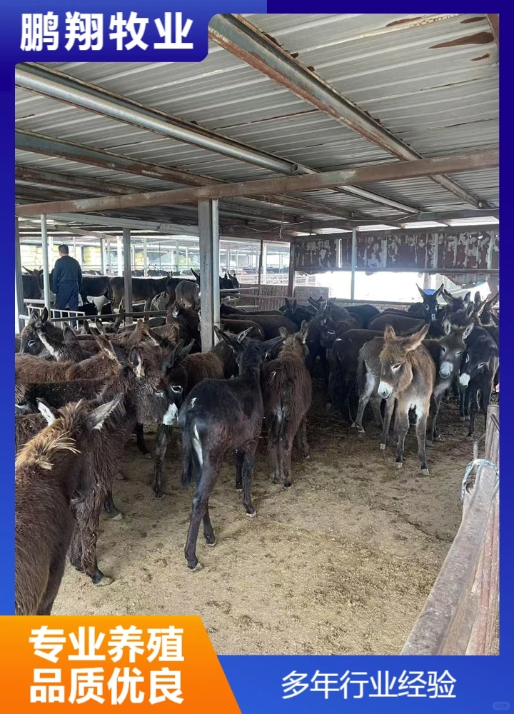 鹏翔牧业宠物炉