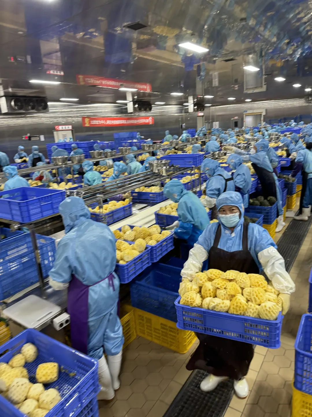 在蜜雪总部当卧底的一天