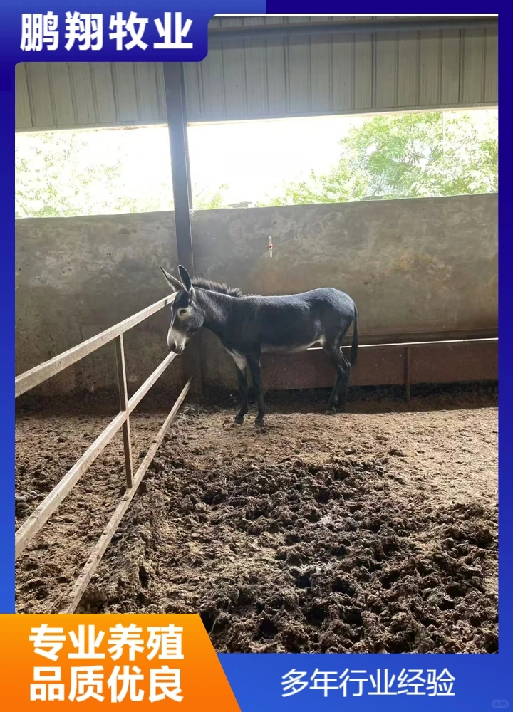 鹏翔牧业宠物炉