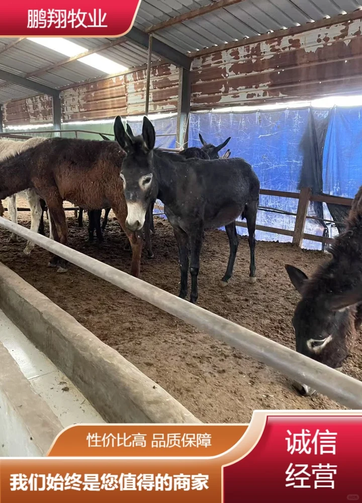 鹏翔牧业毛驴