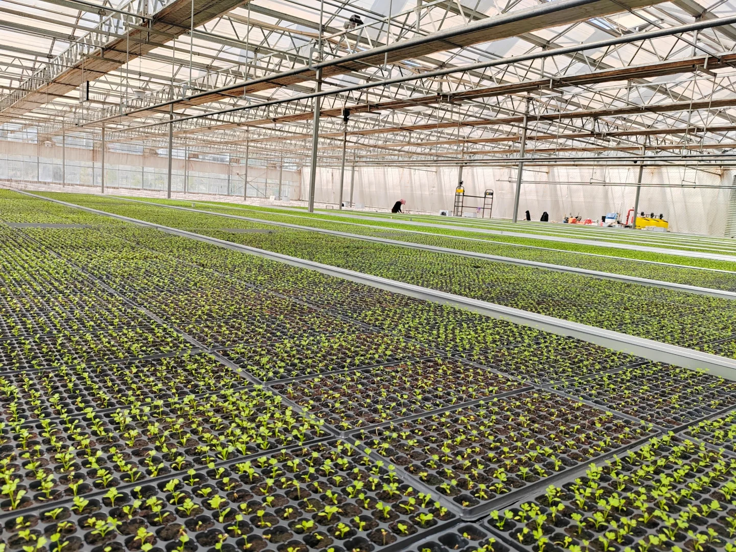 智能温室工厂化育苗