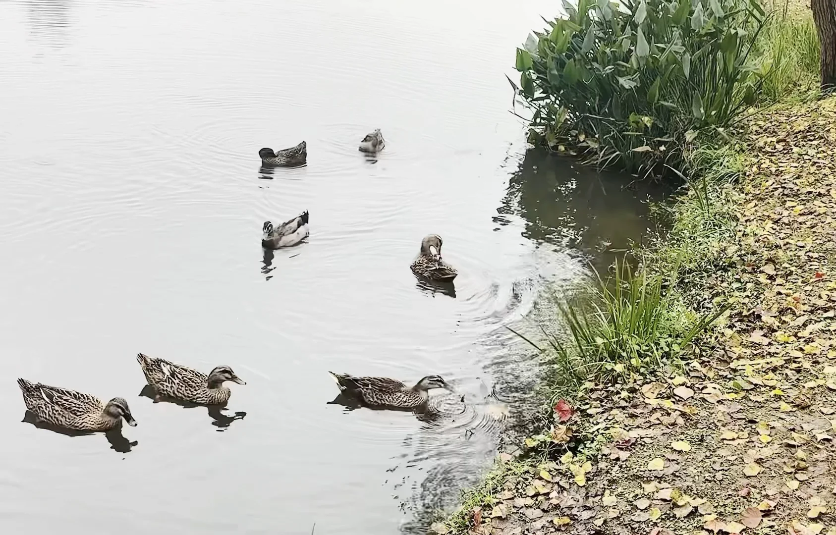 在南京中山植物园带娃邂逅初冬の浪漫