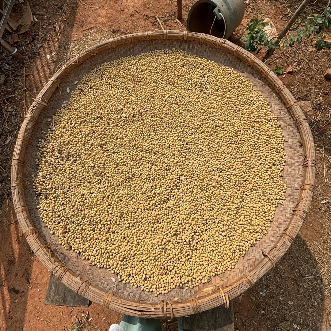 纯正黄豆 农村黄豆