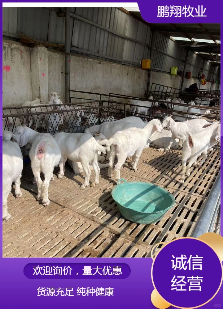 鹏翔牧业长毛绒山羊