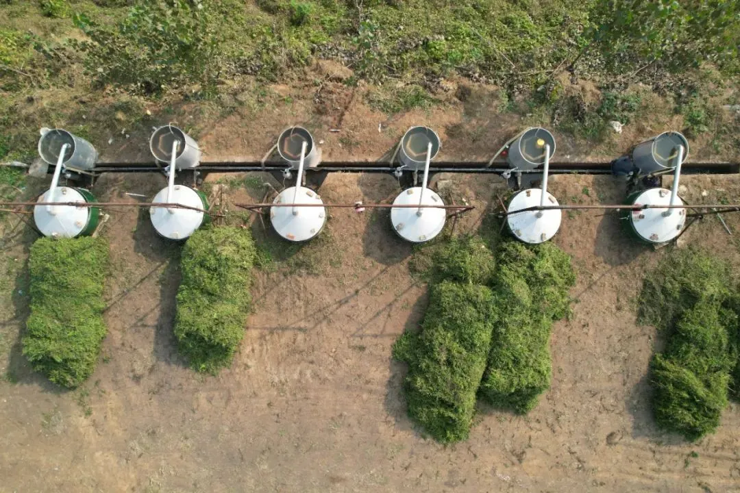 滨州邹平市韩店镇：留兰香飘促增收