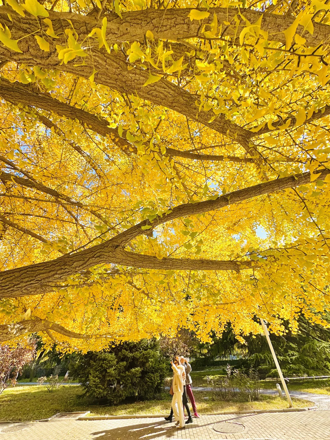 11.13实况｜天呐❗️农展馆银杏还美在巅峰‼️