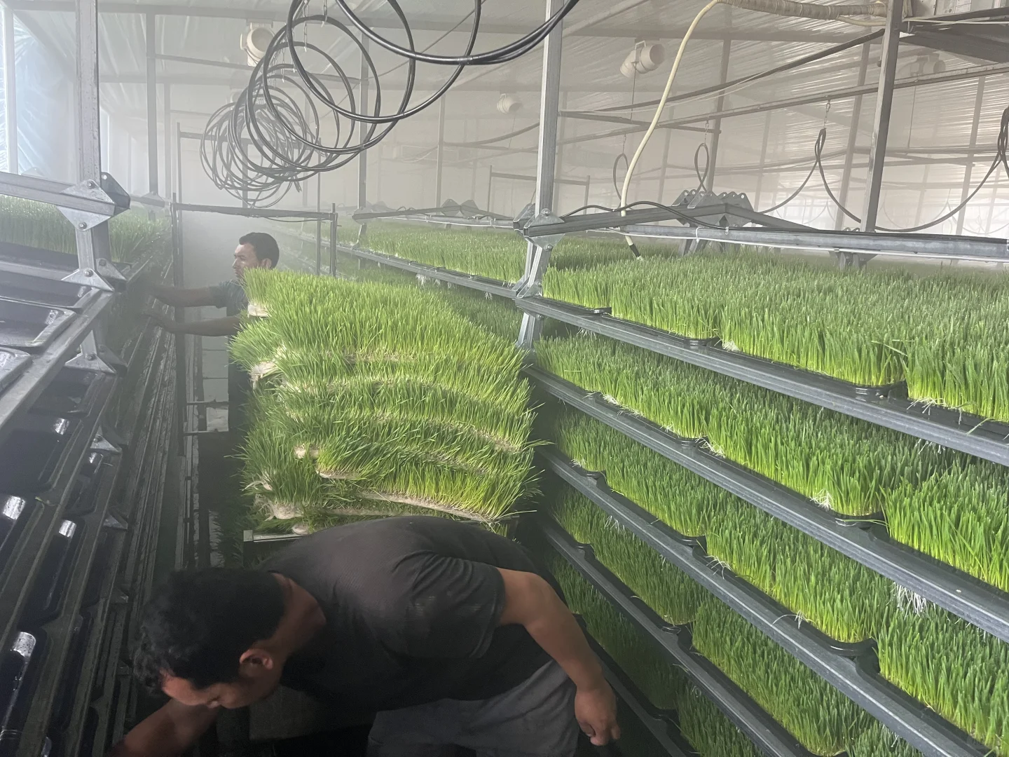 揭秘水培牧草设备如何颠覆传统养殖