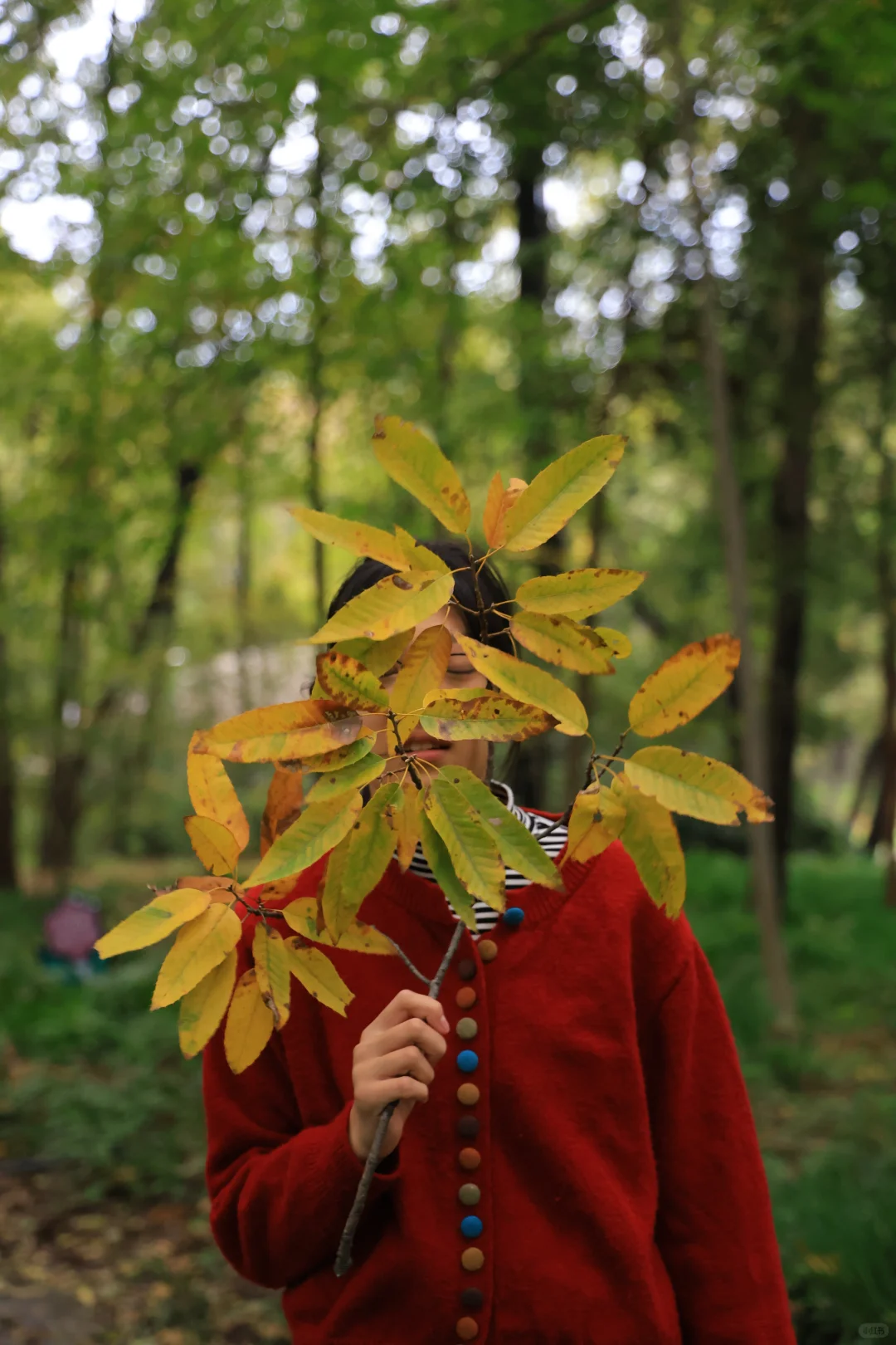 在南京中山植物园带娃邂逅初冬の浪漫