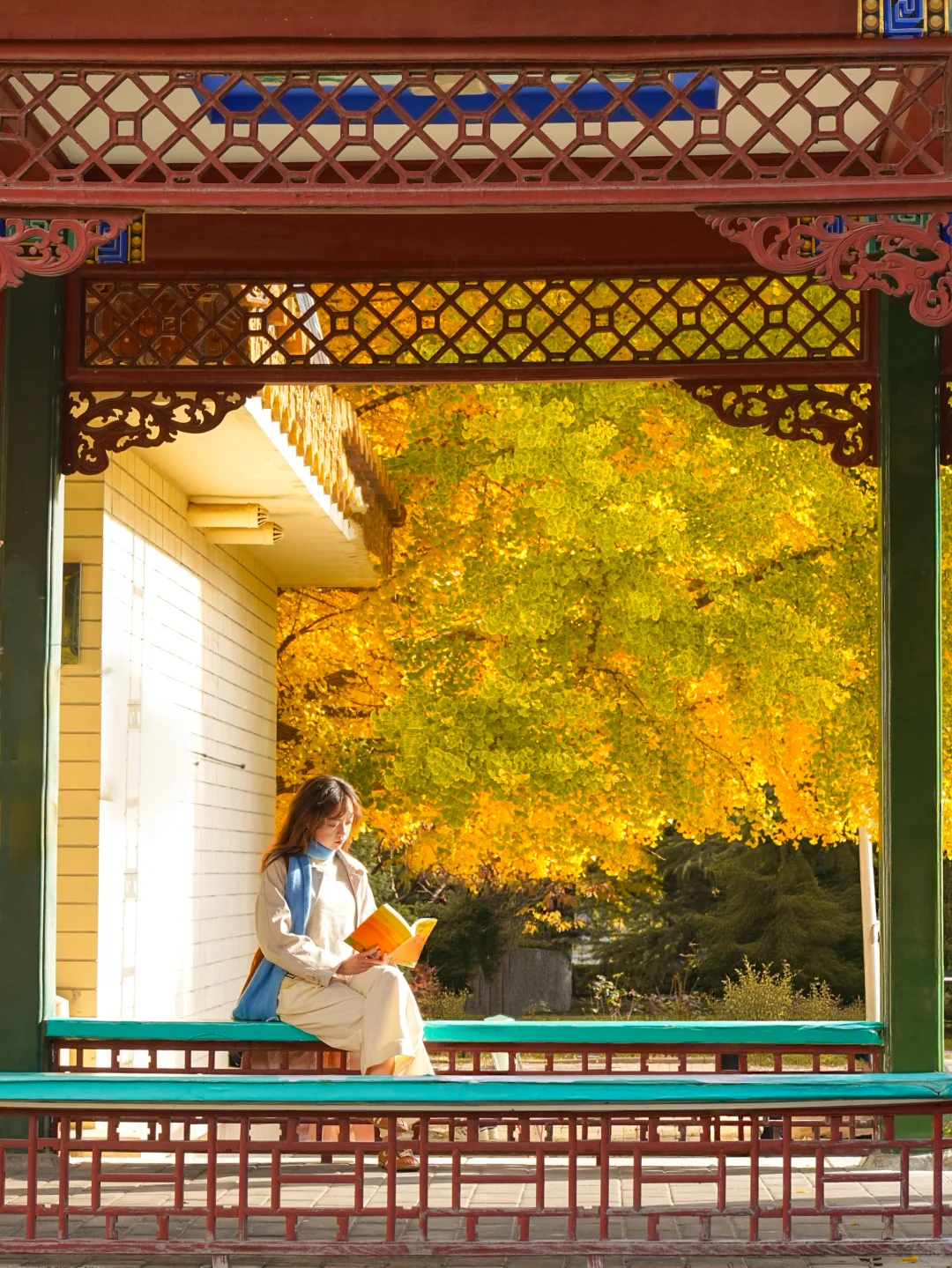 7级大风后❗️北京唯1️⃣幸存的银杏真神树!!!