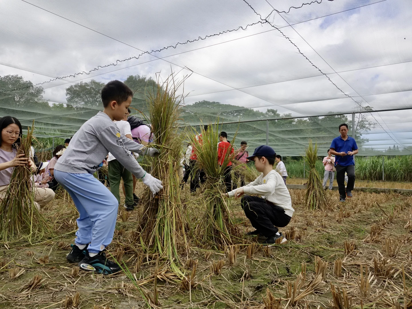 一起来割稻子吧