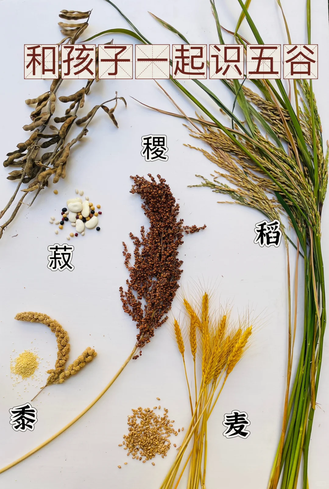 识五谷｜稻黍稷麦菽你还傻傻分不清吗？