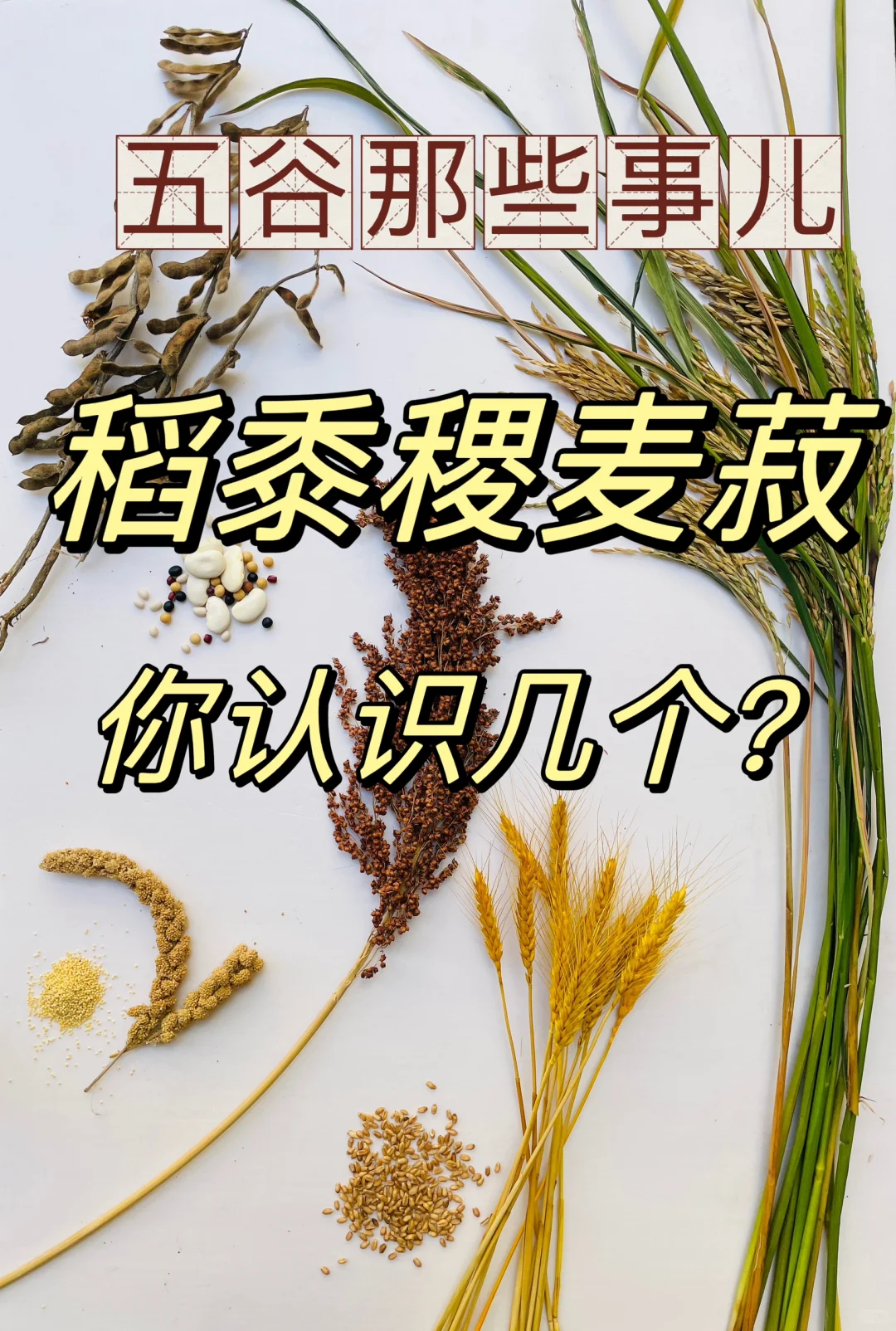 识五谷｜稻黍稷麦菽你还傻傻分不清吗？