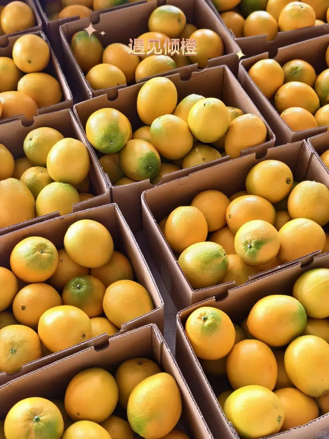 赣南脐橙基地直发、赣南脐橙、正宗赣南脐橙