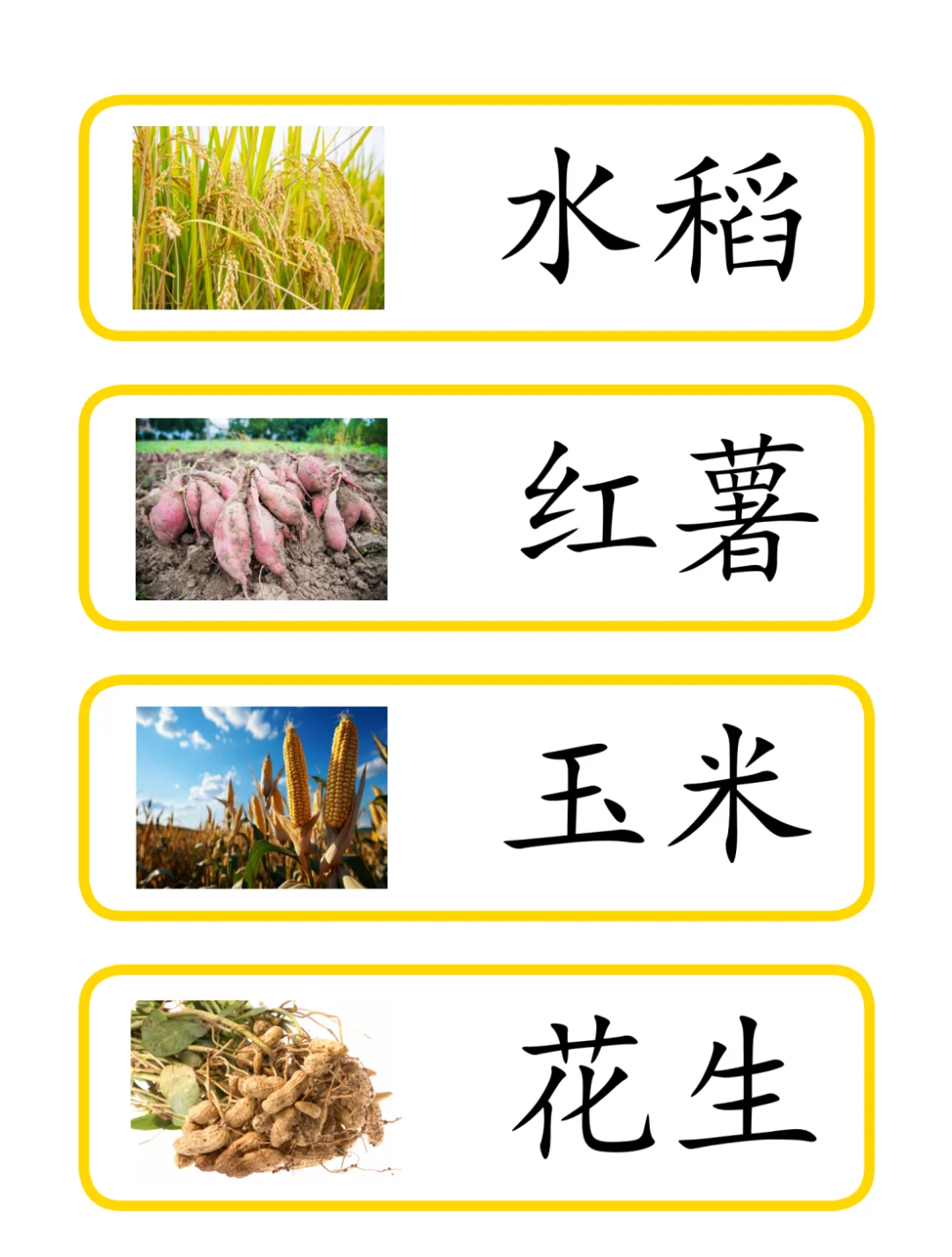 常见秋天农作物词汇卡
