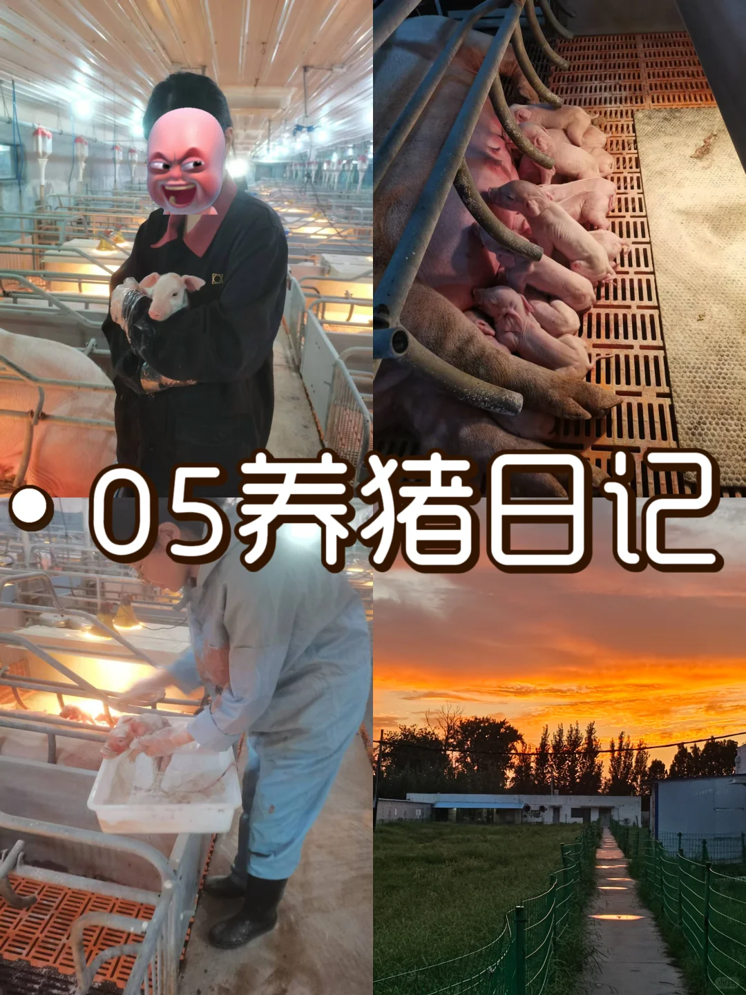 23在读女大|在猪场实习的两个月