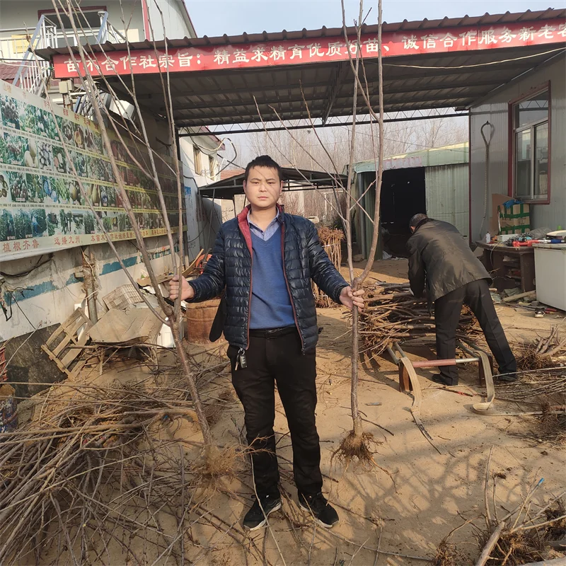 大棚香椿苗：探秘高端品种的种植效益