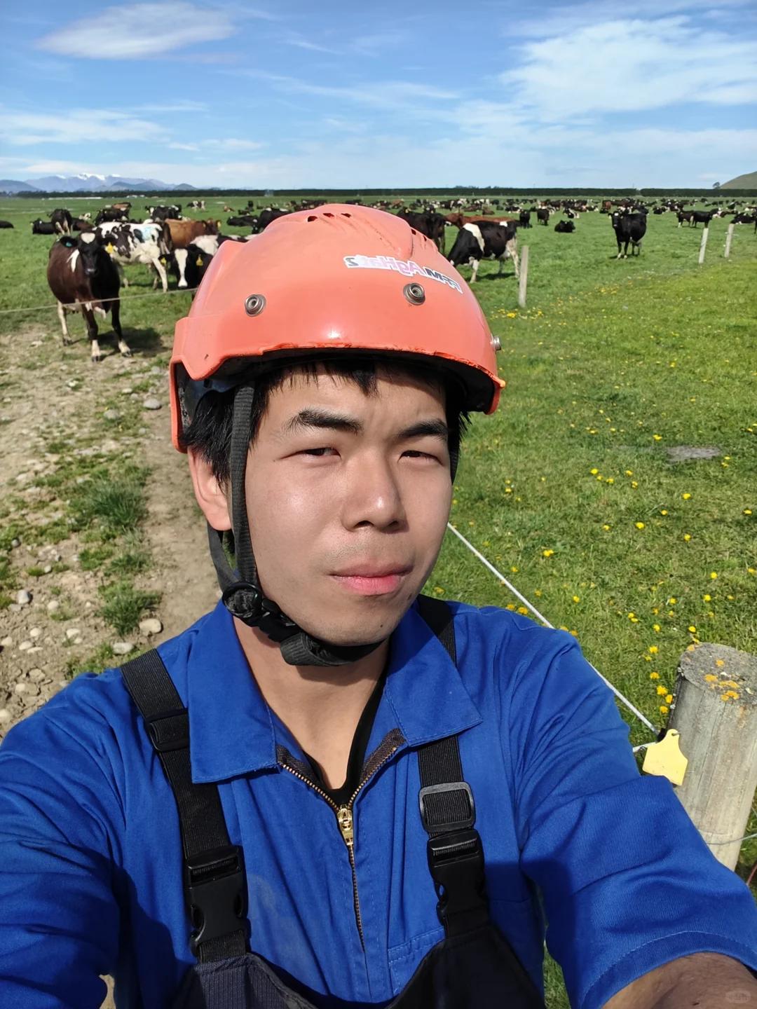 whv在新西兰放牛时薪27刀,一周50小时