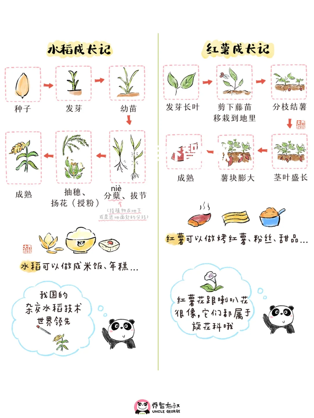 一组秋天丰收粮食的生长过程图，孩子超喜欢