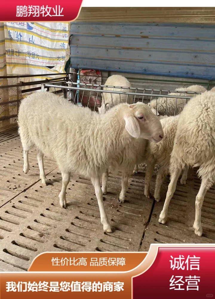 鹏翔牧业绵羊