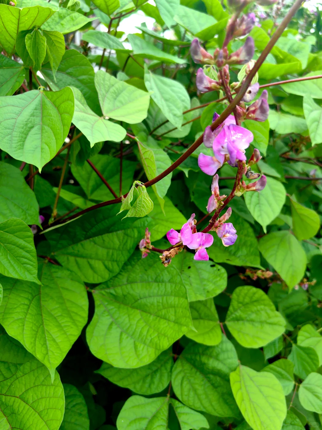 经常在吃 但你认得出几个？??