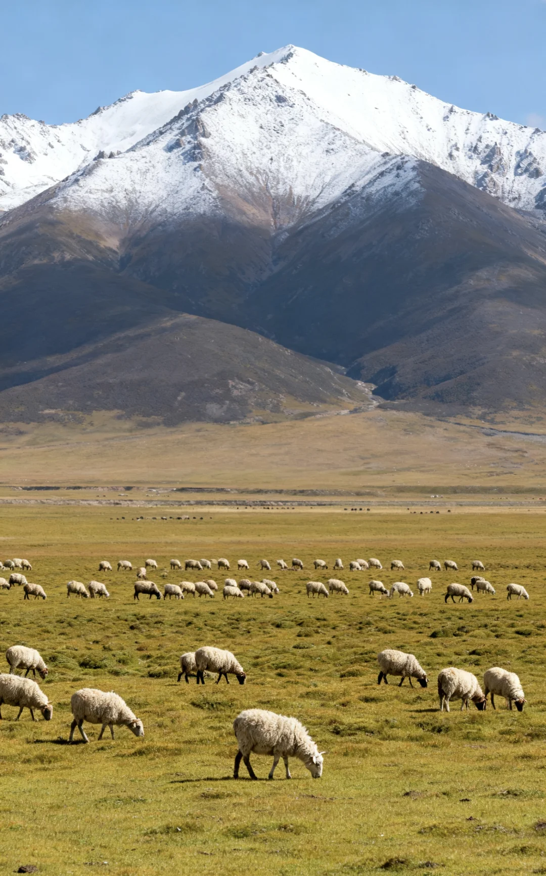 云端养羊----什么才是真正的看得见的安心