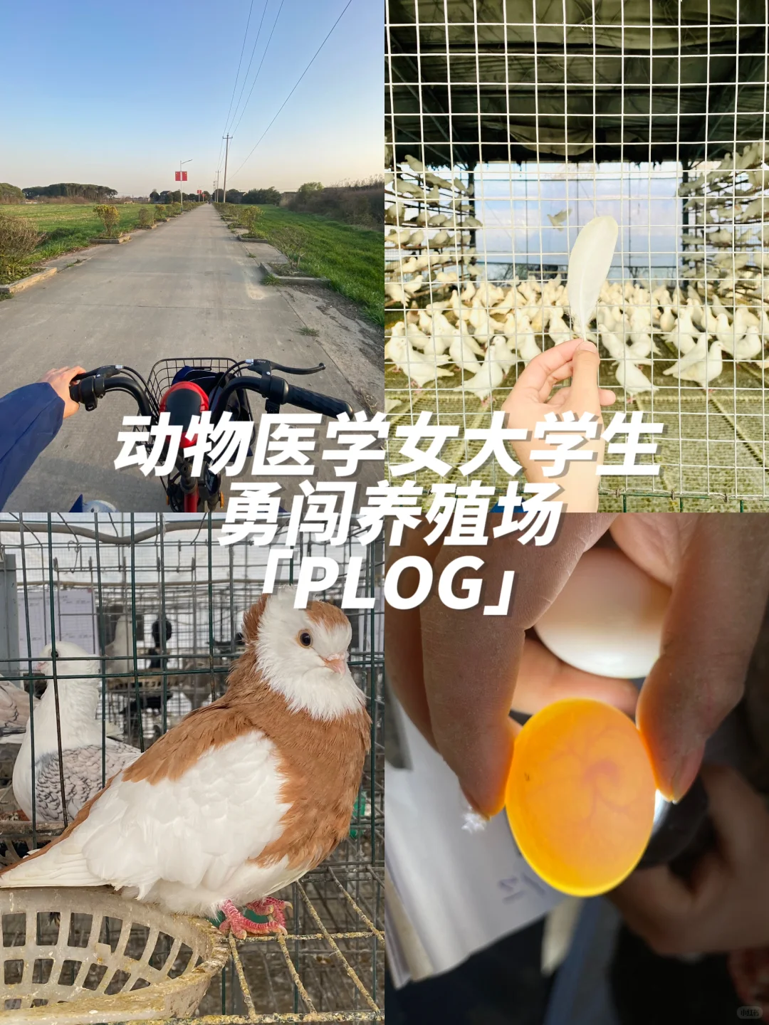 动医实习 | 动物医学女大学生鸽厂实习lv.1