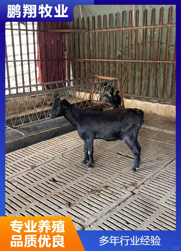 鹏翔牧业种公羊