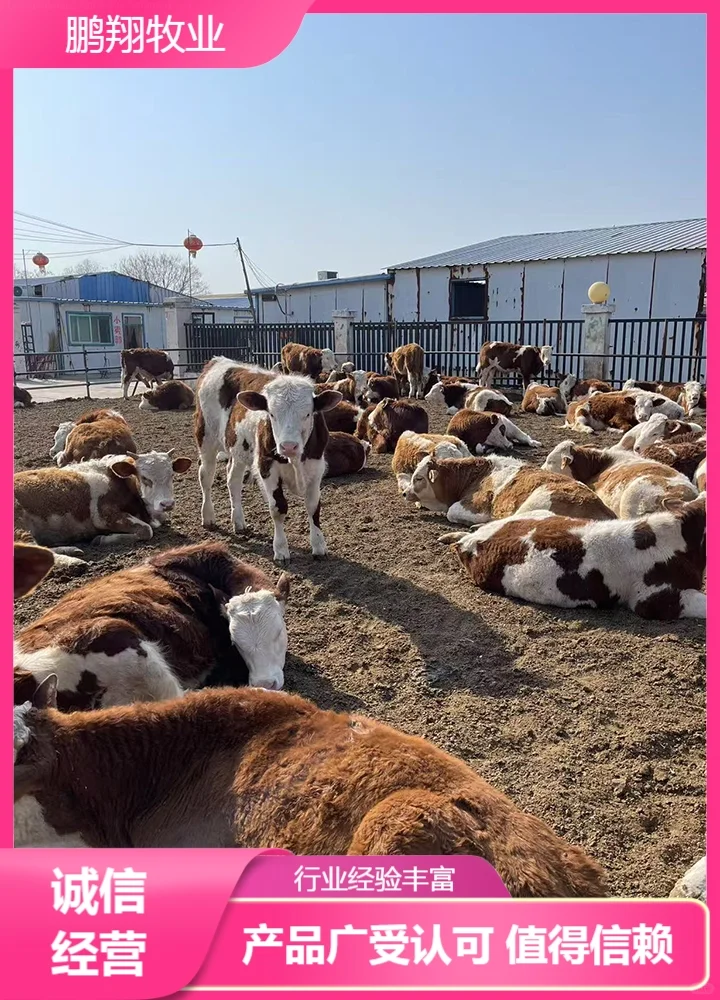 鹏翔牧业西门塔尔牛