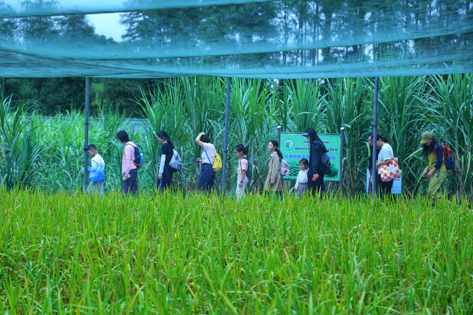 一起来割稻子吧