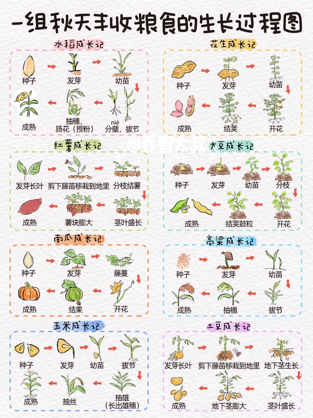 一组秋天丰收粮食的生长过程图，孩子超喜欢