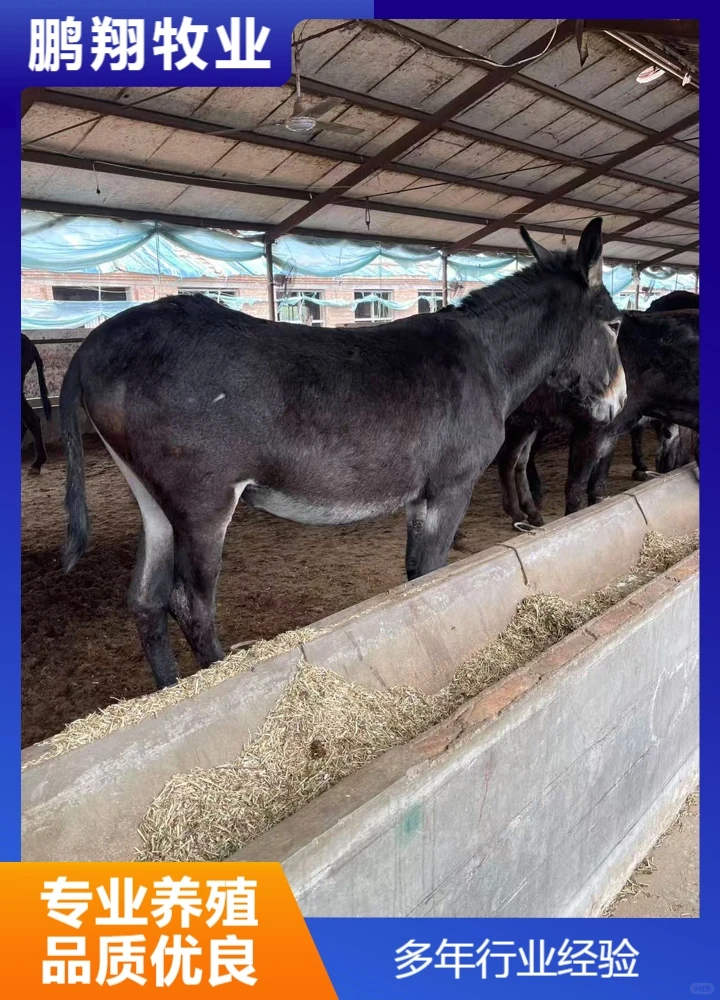 鹏翔牧业驴