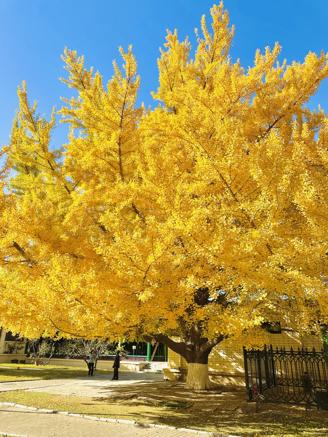 11.13实况｜天呐❗️农展馆银杏还美在巅峰‼️