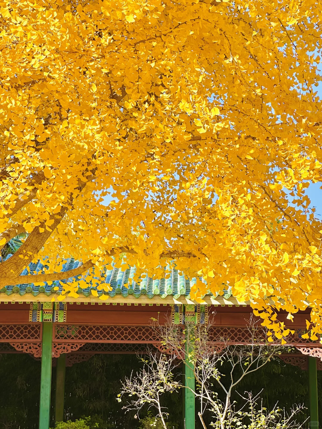 11.13实况｜天呐❗️农展馆银杏还美在巅峰‼️