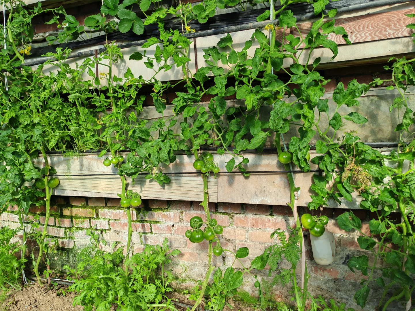 在温室大棚的感觉真的太好了!