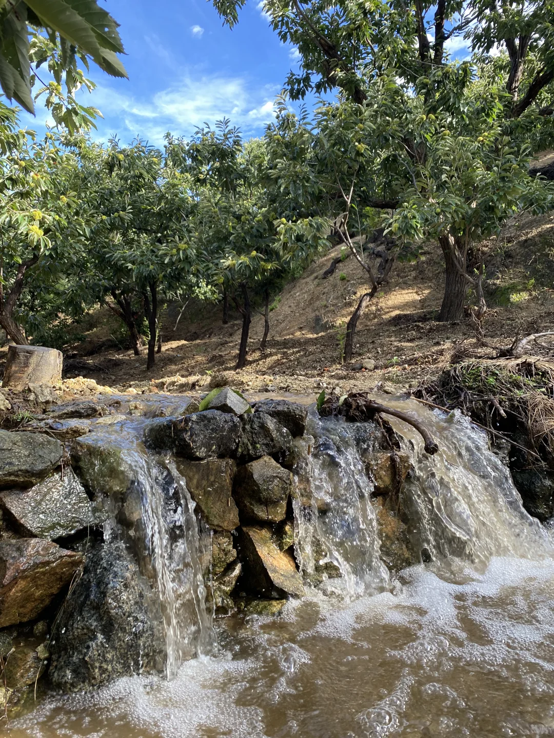 谁懂啊！在板栗树下捡秋，幸福感要溢出来了?