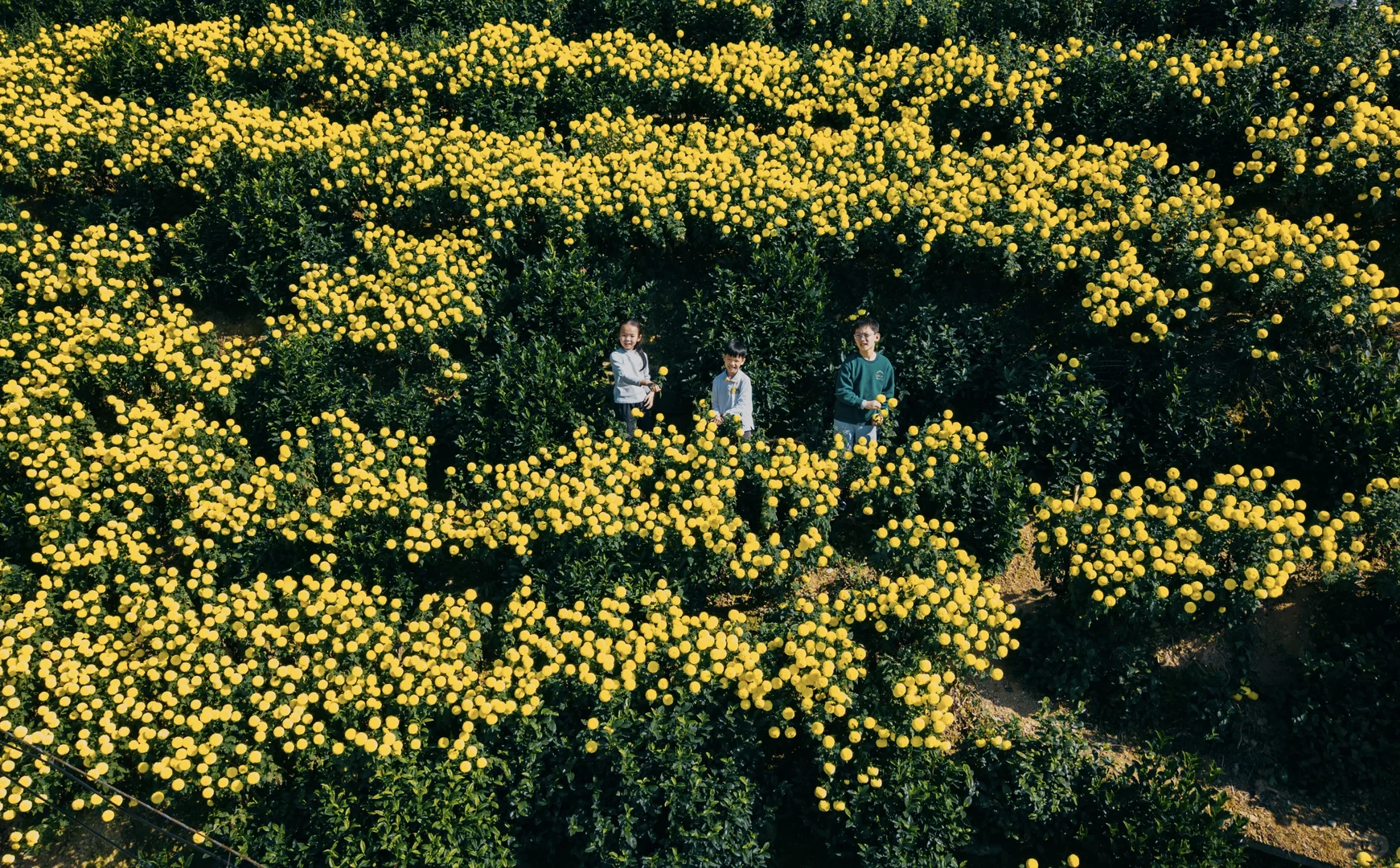 皖南的秋:待到徽州秋尽日，我花开后百花杀