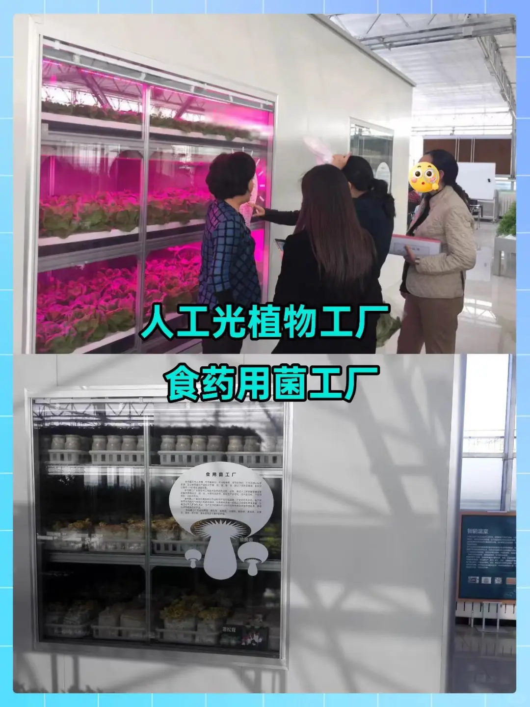 实验楼顶居然打造成了校园农场